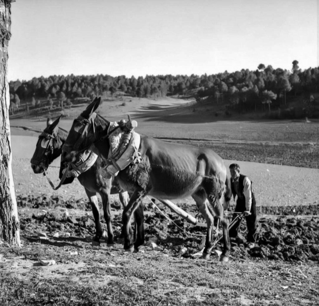 Jornaleros trabajando el campo con animales y herramientas tradicionales