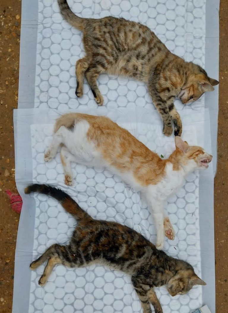 gatos envenenados en el refugio animal de lepe