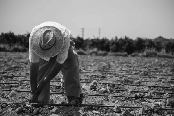 Jornaleros trabajando el campo con animales y herramientas tradicionales