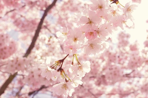Flores de primavera como símbolo de esperanza frente a la incertidumbre global